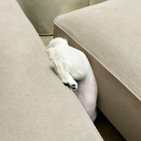 そのまま下に降りていくなじゅちゃん（画像提供：なじゅさん）