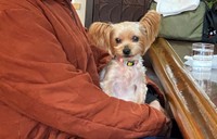 常連さんの膝で抱かれるラムちゃん