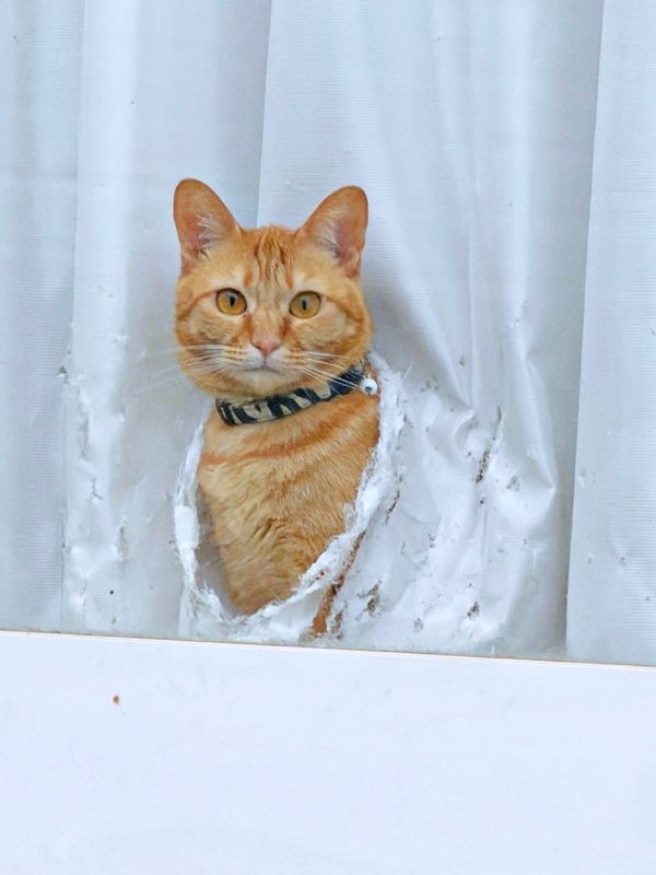 猫がカーテン貫通、穴からドヤ顔お出迎え 「顔出しパネルやんw