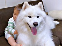 弟ができたこはくちゃん。頼もしいお姉ちゃんぶりが話題に（画像提供：サモエド こはくさん）