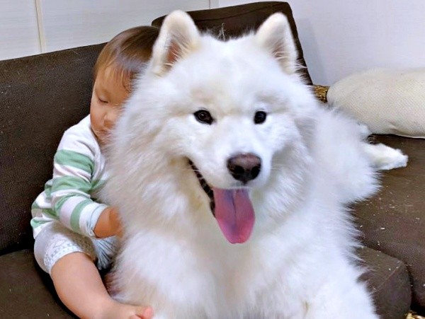 弟ができたこはくちゃん。頼もしいお姉ちゃんぶりが話題に（画像提供：サモエド こはくさん）