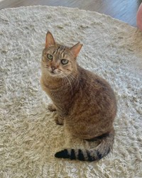 色柄の特徴が魅力的＝Happy Tabby Room提供