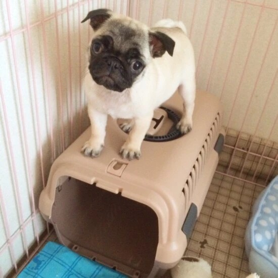 家にきたころの「ユキ」