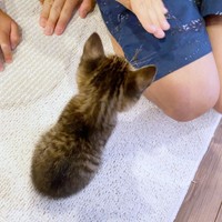 保護当日、とても小さかったかつおちゃん（画像提供：ネムノキさん）