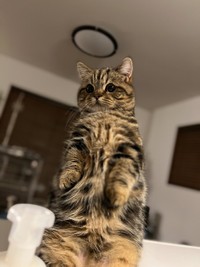 キッチンに初めて乗ってワクワクしています