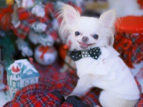 ２０１９笑顔がかわいいで賞　チワワ「Qoo」