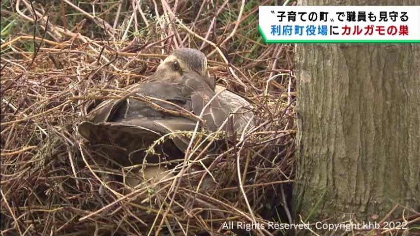 宮城・利府町役場でカルガモが卵を温める「子育てに優しい町として大切に見守る」