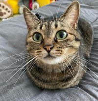 あれ？お手手はどこいった？