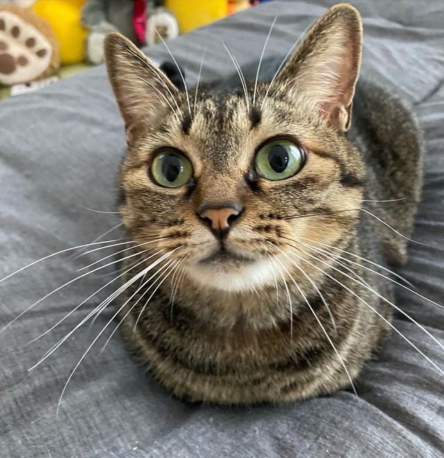 あれ？お手手はどこいった？