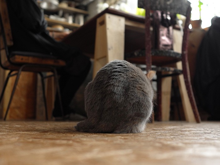 この丸いひとは…