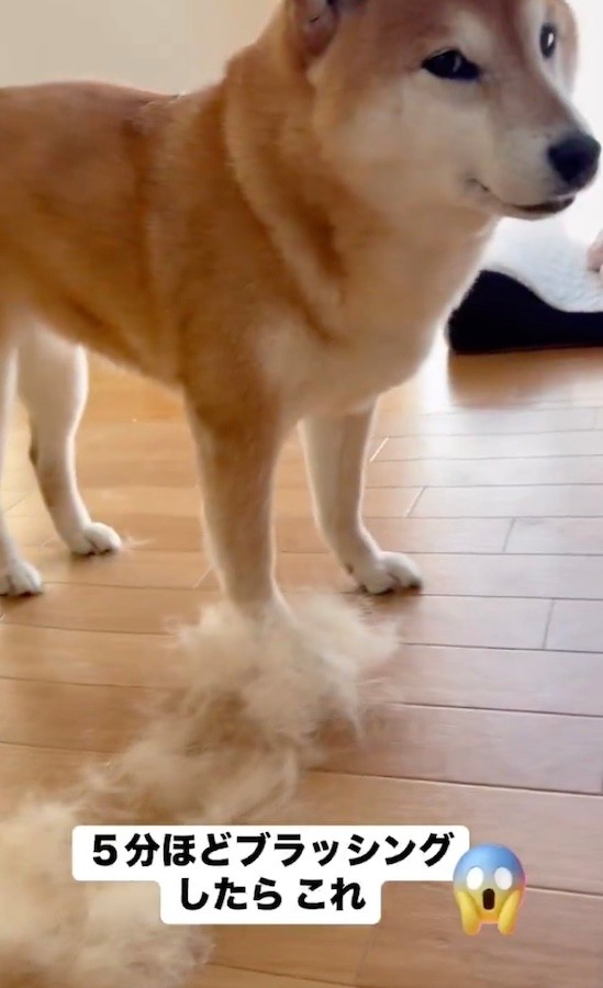 柴犬は、オーバーコートの下にたくさんの綿毛を蓄えたダブルコートの犬種。「想像の100倍は毛が抜けます…」（動画からキャプチャー／提供：ミニすずさん）
