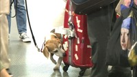 検疫探知犬が高松空港で“捜査”　鋭い嗅覚で違法持ち込み防ぐ　香川