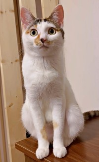 すくすくと成長中！ 元気になった果生ちゃん（画像提供：YouTubeチャンネル「三毛猫かなり」さん）