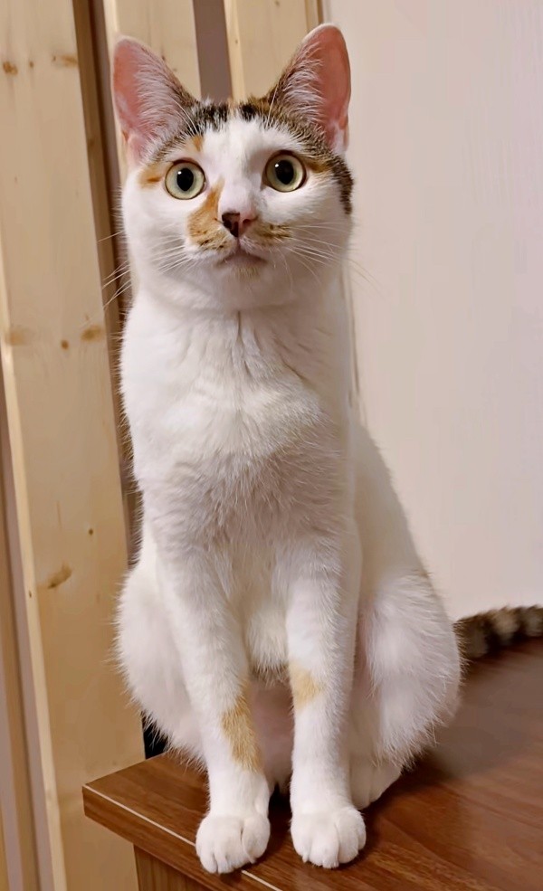 すくすくと成長中！ 元気になった果生ちゃん（画像提供：YouTubeチャンネル「三毛猫かなり」さん）