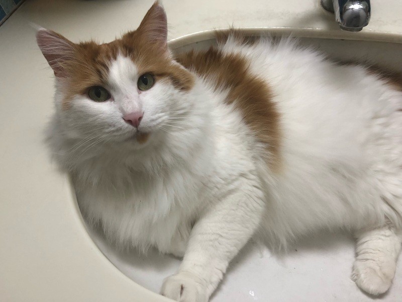 たくさんの猫仲間がおもちの捜索に協力してくれた（渡辺さん提供）