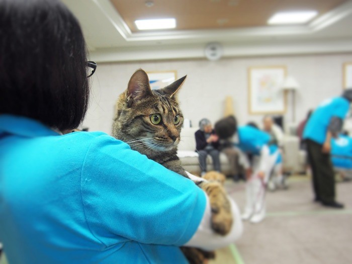 墨田家の「ニケ」は、セラピー猫としても活躍中