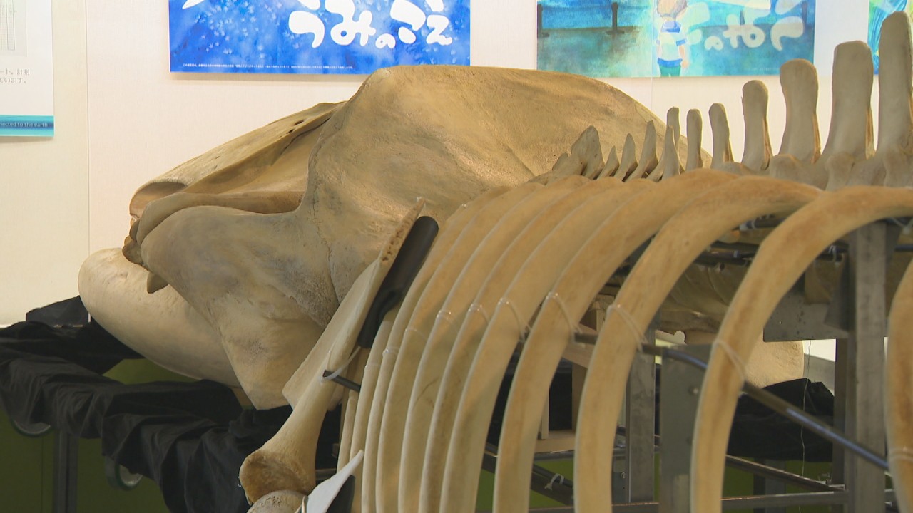珍しい品　クジラ骨　鳥彫刻 玉骨標本 マッコウクジラ Sサイズ 半完成品(研磨なし) – 合同