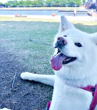 散歩中、飼い主さんのほうを振り返るまゆちゃん（画像提供：秋田犬まゆさん）
