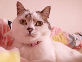 はじめましてのお客さんにもすぐスリスリ♪　営業向きな足長マンチカン「麦」