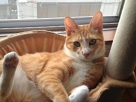 いつも血だらけだった野良猫　大手術を受け、元気な家猫に