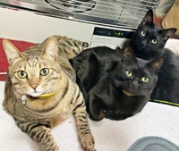 仲良く寄り添う（左から）羅希くん、望那くん、乃空くん（画像提供：彩月&萌花にゃんさん