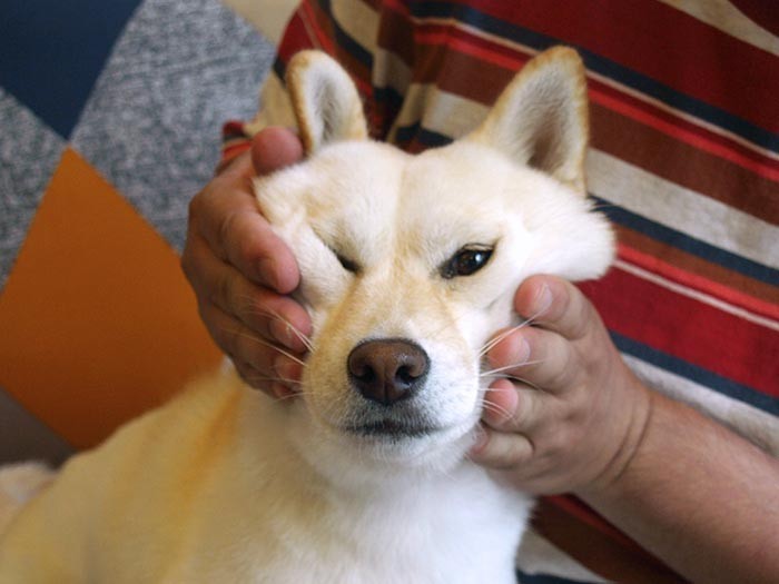 お父さん、やーめーてぇぇー