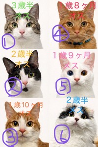 ①通称ボスこと、涼介くん ②桐丸くん ③リコくん ④通称エジプトこと、嵐くん ⑤ひかりちゃん ⑥通称キムチこと、たまこちゃん（画像提供：キムチ母さん）