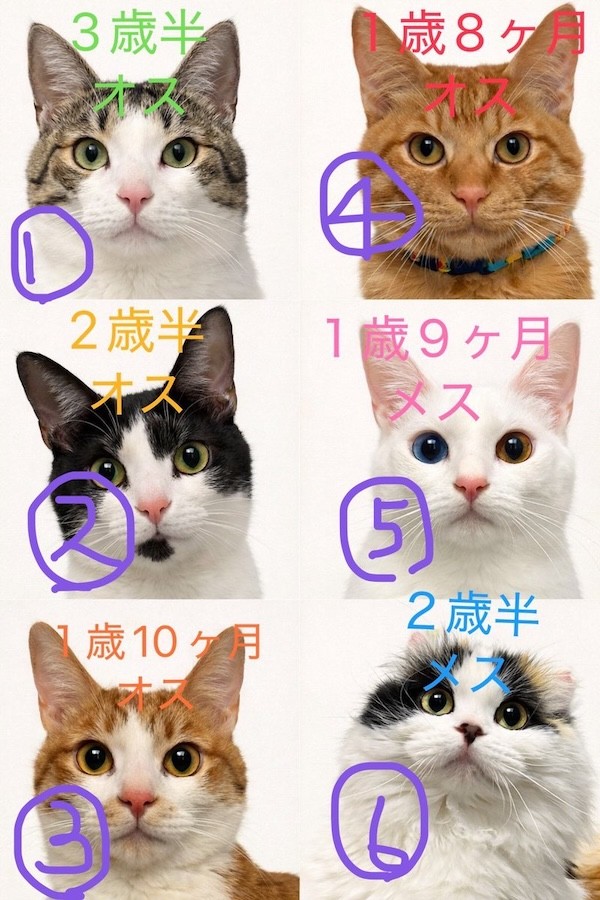 ①通称ボスこと、涼介くん ②桐丸くん ③リコくん ④通称エジプトこと、嵐くん ⑤ひかりちゃん ⑥通称キムチこと、たまこちゃん（画像提供：キムチ母さん）