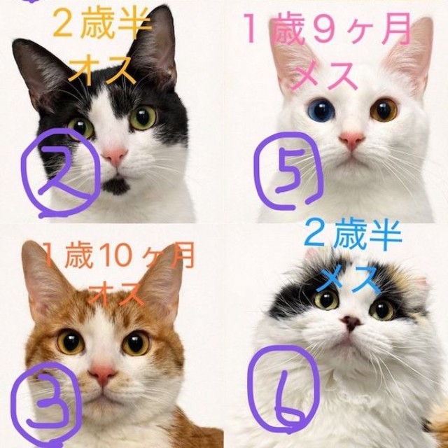 ①通称ボスこと、涼介くん ②桐丸くん ③リコくん ④通称エジプトこと、嵐くん ⑤ひかりちゃん ⑥通称キムチこと、たまこちゃん（画像提供：キムチ母さん）