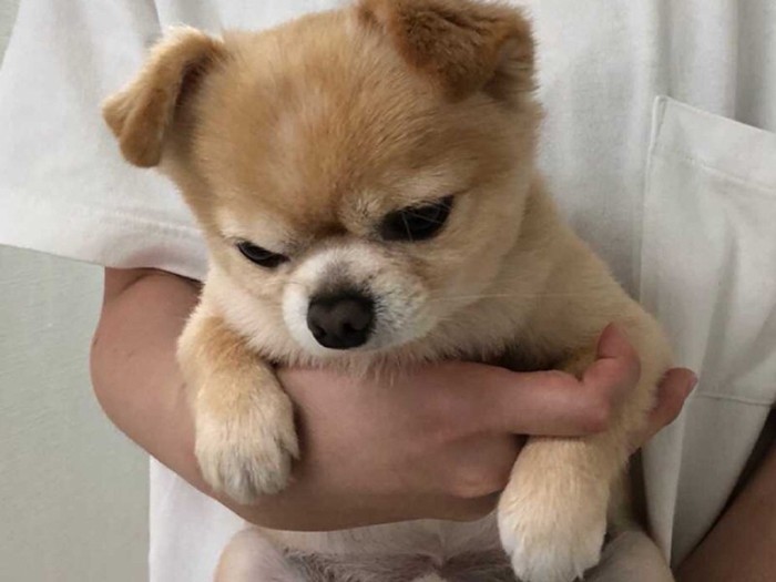 家に来たころのぽんた