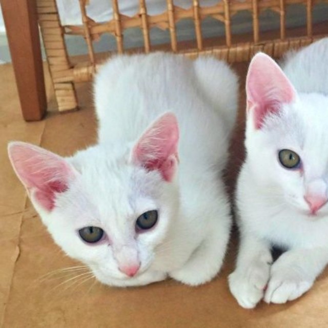 仲良くご飯を待つ心ちゃん、空ちゃん（画像提供：ねこいろ日記さん）