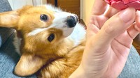 ものすごい角度からマカロンを狙うラッキーくん（提供：ももぽいさん）