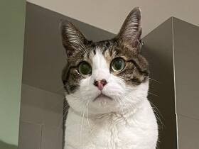 日本猫の「ゴヤール」　動物たちの幸せを願う猫グループ「キジシロ∞」活動中！