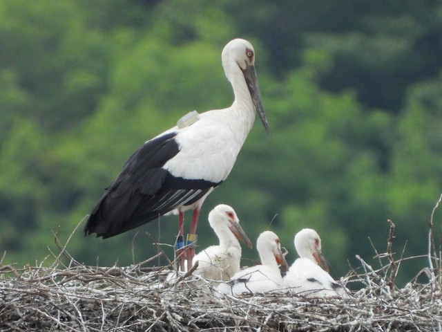コウノトリのひな3羽　すくすく育つ　香川・まんのう町
