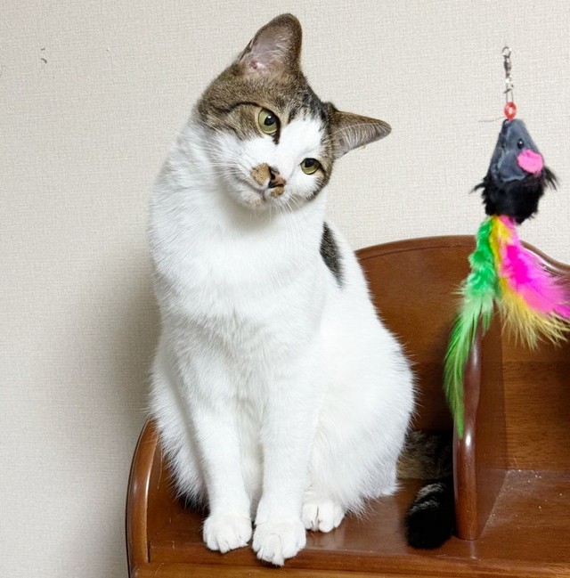 おもちゃを見つめるしらすちゃん（画像提供：エルさん）