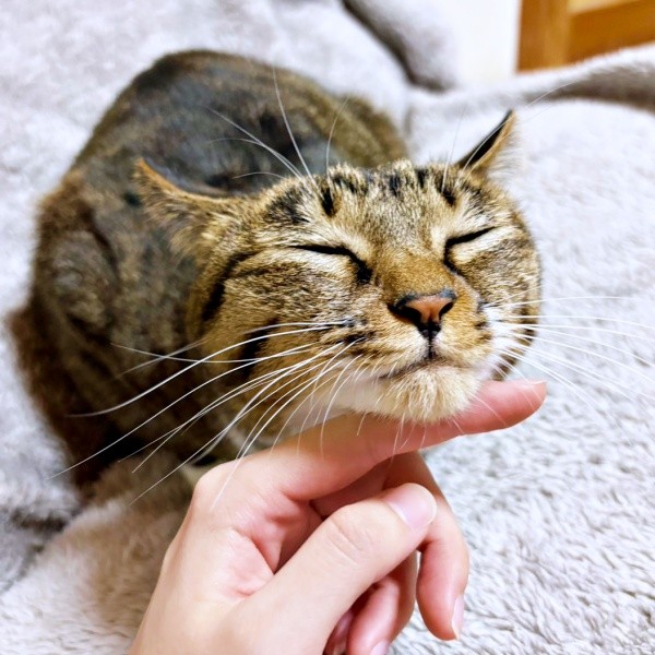 アゴを撫でられてうっとり顔になるみとんちゃん（画像提供：しじみとんさん）