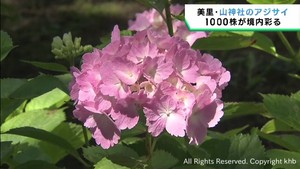 境内を彩るアジサイが見頃　宮城・美里町の山神社