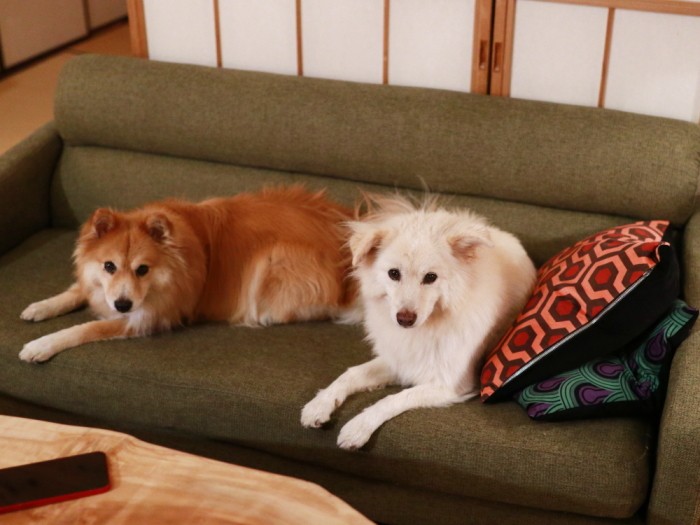 山の家でひとりと2匹で隔離されるの巻