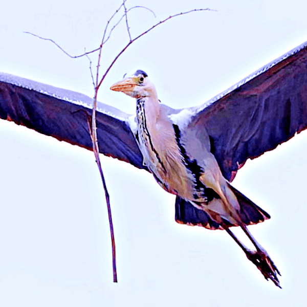思わず二度見！ 枝を浮かながら飛んでいるように見えるアオサギ（画像提供：しうぽーにゅさん）