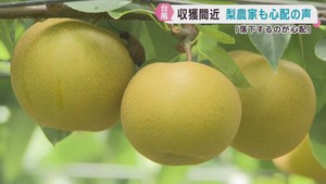 台風１５号接近　収穫前のナシ農家に不安「落下するのが心配」宮城・美里町