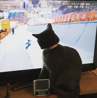 ぎんちよくんは、スノーボードの男子ハーフパイプ競技をじっと観戦。写真は、平昌オリンピック（2018年）のとき（りょさん提供、Twitterよりキャプチャ撮影）