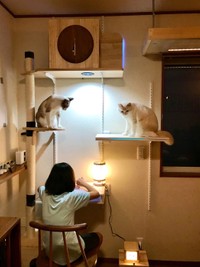 勉強はいつも猫と一緒（提供：なみそさん）