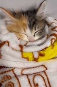 子猫巻きアップ。スヤスヤ眠ったという（かにさん提供、twitterよりキャプチャ撮影）