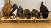 同居猫みんなで仲良くごはんタイム