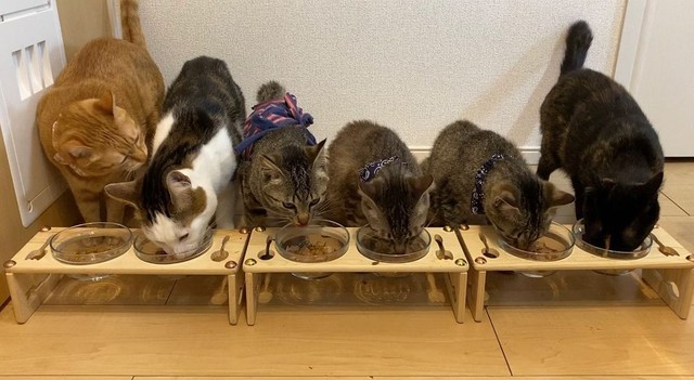 同居猫みんなで仲良くごはんタイム