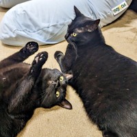 へそ天になるごまちゃんと、同居猫のクロちゃん（画像提供：ぺぺ太さん）