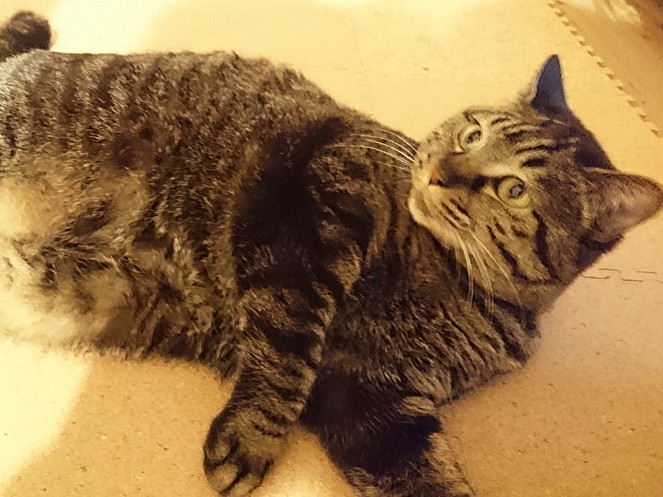 猫のおなかはお日様のにおい？！ アレルギー持ちの葛藤