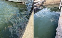 備前市穂浪漁港で見つかった浮流油