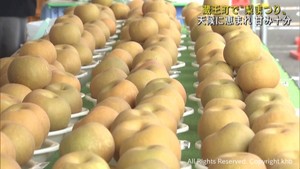 シーズン到来！みずみずしく甘味も十分　宮城県蔵王町「梨まつり」