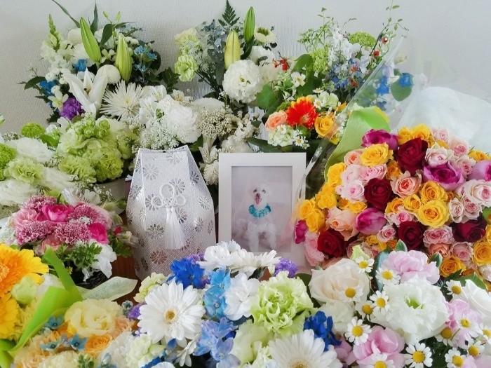 お別れの時。モアナくんを想う人からたくさんの花が…（提供写真）